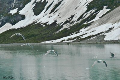 Gulls Over Glacier Bay