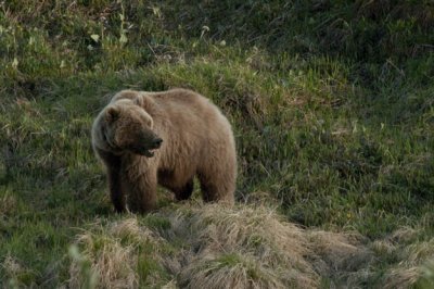 Female Grizzly