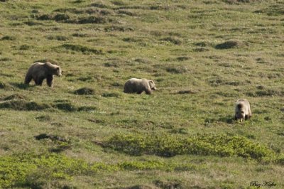 Mother Grizzly and Two Cubs