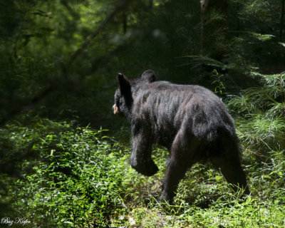 Bear on the Run