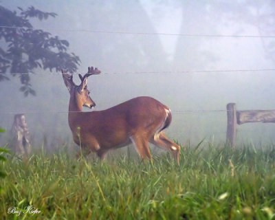 Morning Fog