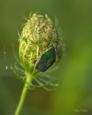 June Bug on Queen Anne's Lace