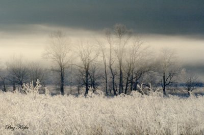 Frost, Fog and Treeline