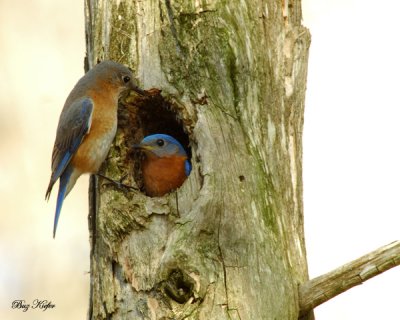Blue Birds - Nesting Pair