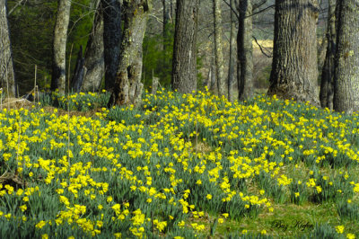 Hillside Daffodils
