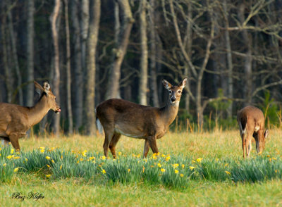 Expectant Doe in Daffodils