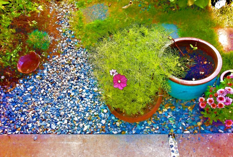 Back Yard 1
