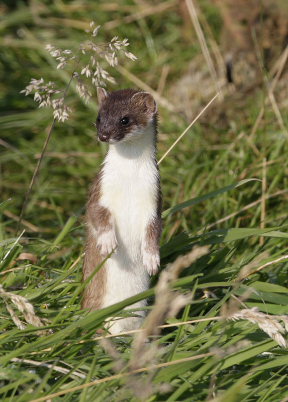Stoat2.jpg