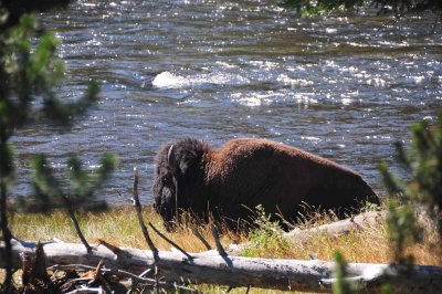 Yellowstone 2012