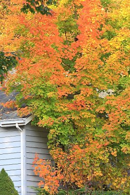 autumn_32_2.jpg
