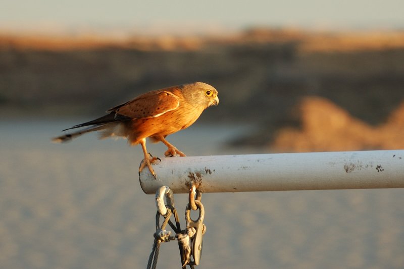 Hardap Bird