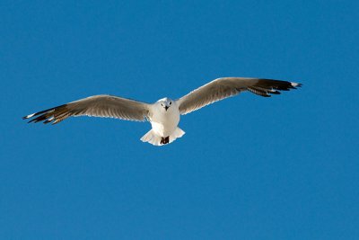 Bouberg Seagulls