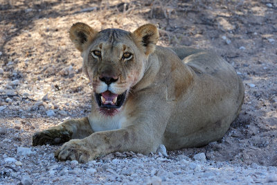 Lion hot 2