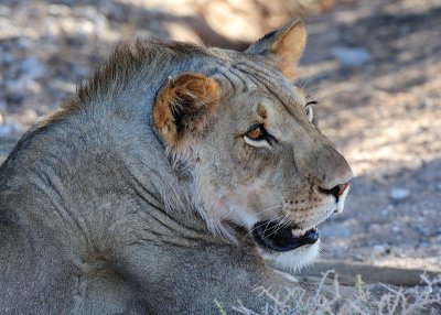 Lion hot 3