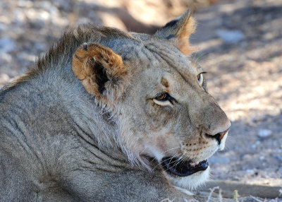 Lion hot 4