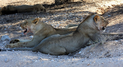 Lion hot 5