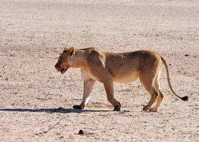 Lioness walking