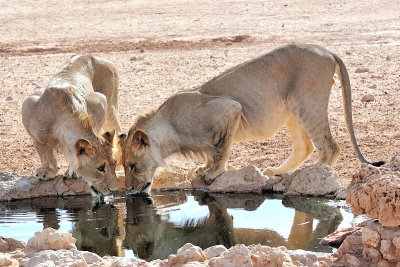 Lions sharing a drink zoomed out