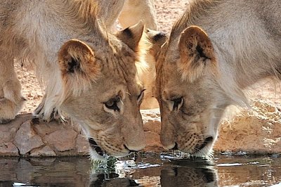 Lions sharing a drink