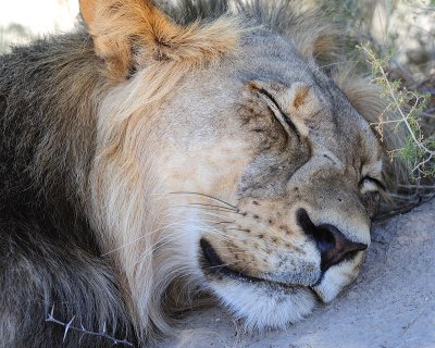 Sleeping lion