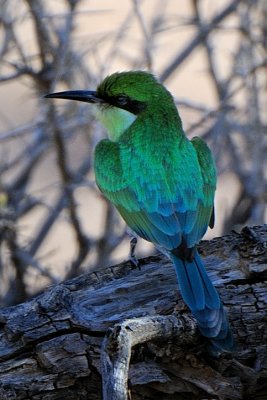 Bee Eater 2