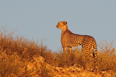 Cheetah at sunrise outside Twee Riviereb