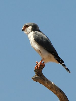 Pygmy falcon