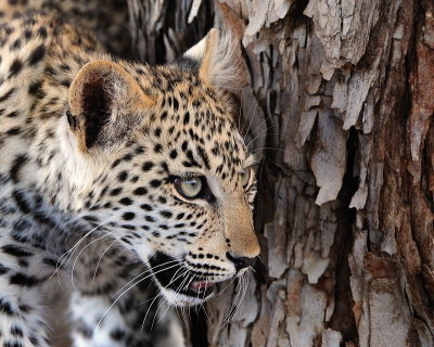 Leopard cub inquisitive