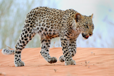 Leopard cub running on dunes