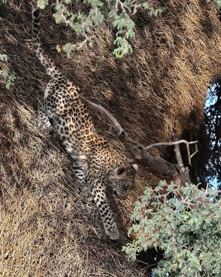 Leopard cub coming down tree after mother called