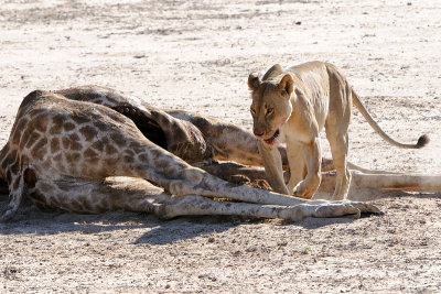 Lion at Giraffe 3.jpg