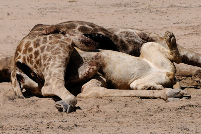 Giraffe kill near Mata Mata