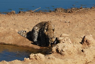 Cub at Samevloeing drinking water from pipe