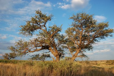 General Kgalagadi landscape