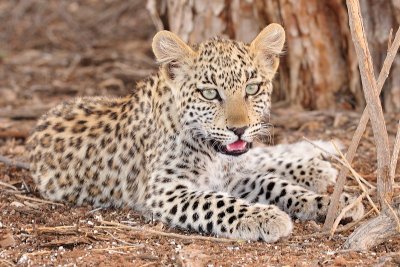 Leopard cub in shade