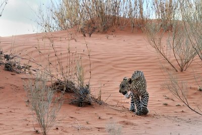 Leopard cub walking away from mother on the dunes