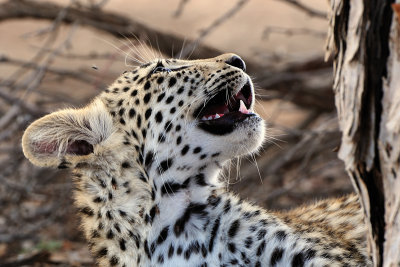 Leopard cub 6.jpg