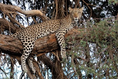 Leopard mother resting in a tree