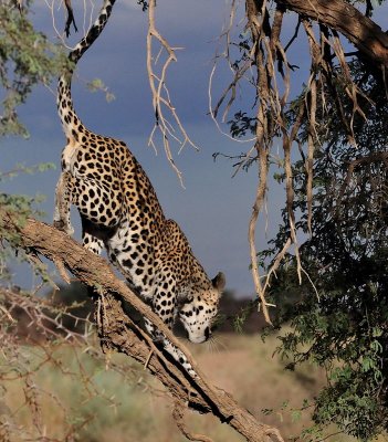 Leopard mother running down tree after calling cub to follow