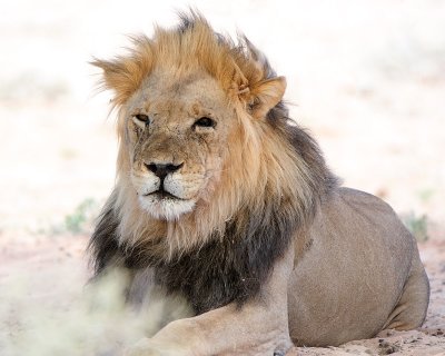 Really rough looking lion