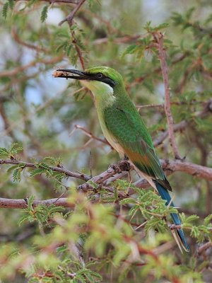 Bee Eater 3.jpg