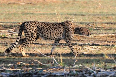 Cheetah 4.jpg