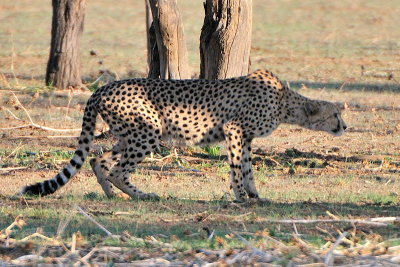Cheetah hunting.jpg