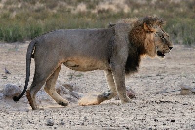 Lion at w1