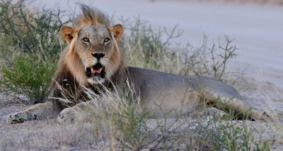 Lion at w2