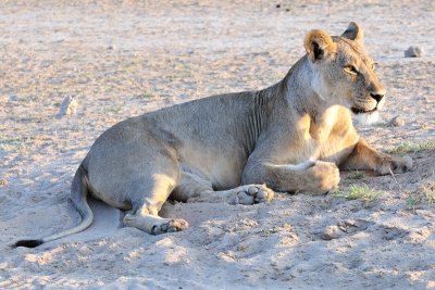 Lion at w3