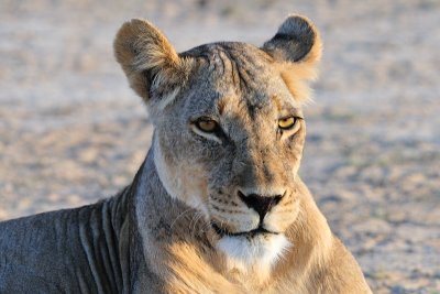 Lion at w4