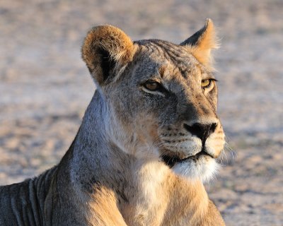 Lion at w6.jpg