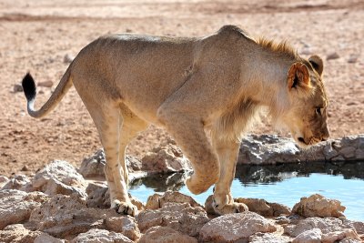 Lion at watetrhole 1
