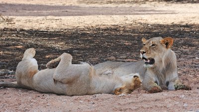Lion at watetrhole 2